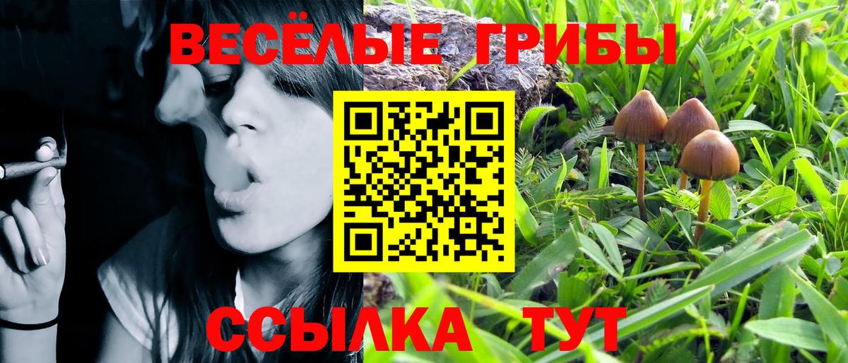 Псилоцибиновые грибы Cubensis  Галлюциногенные грибы Psilocybine cubensis  Острогожск 